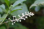 Pokeweed